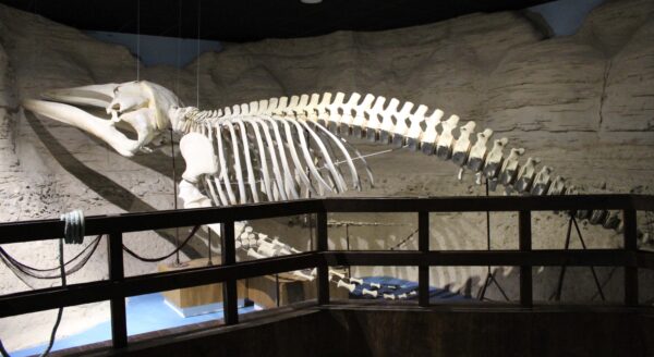 Vuelo en Globo - acuario sevilla ballena esqueleto scaled - Globotur