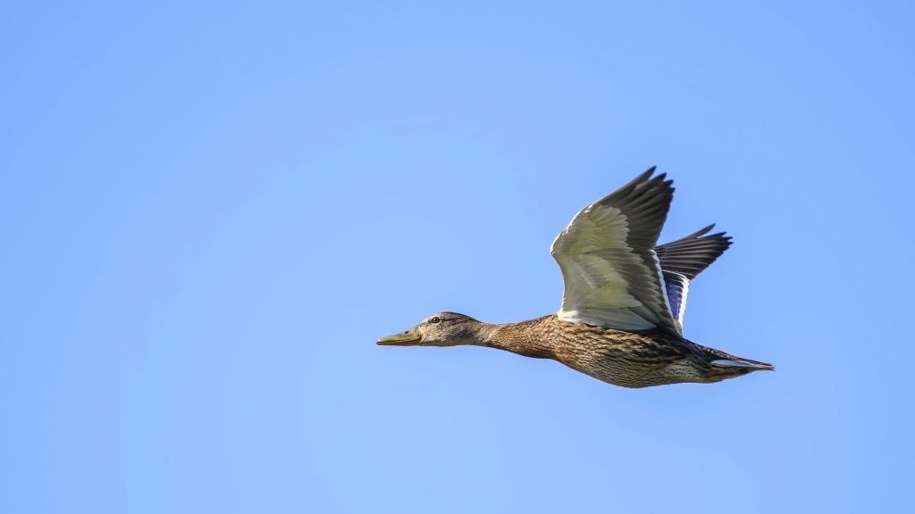 Wild Duck . Wild Duck in Flight Against the Sky.