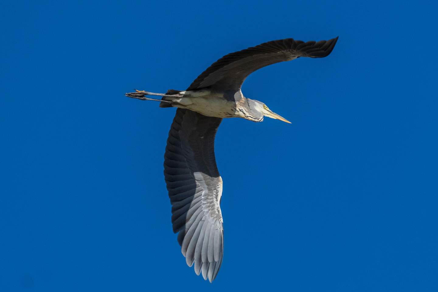 Garzas: paseo en globo por la Sierra de Cádiz